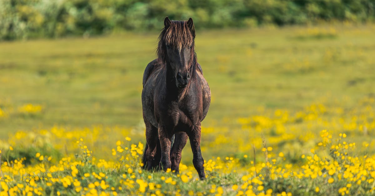 découvrez tout ce qu'il faut savoir sur la fiscalité des chevaux en france, y compris les obligations fiscales, les exonérations possibles et les conseils pratiques pour optimiser votre situation. restez informé et évitez les erreurs courantes.