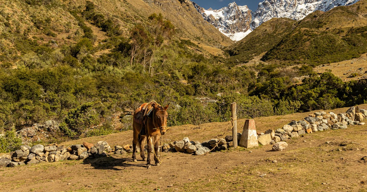 découvrez tout ce que vous devez savoir sur la fiscalité des chevaux : obligations fiscales, taux d'imposition et conseils pour optimiser votre situation financière liée à la possession et à l'élevage de chevaux.