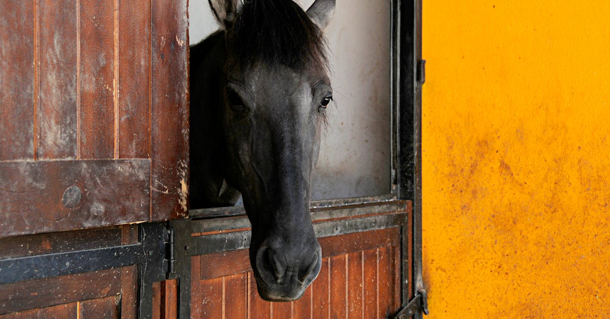 découvrez tout ce qu'il faut savoir sur la fiscalité des chevaux en france. informez-vous sur la taxe équine, ses modalités, les exemptions possibles et les obligations des propriétaires de chevaux. restez en conformité avec la législation tout en profitant de votre passion équestre.