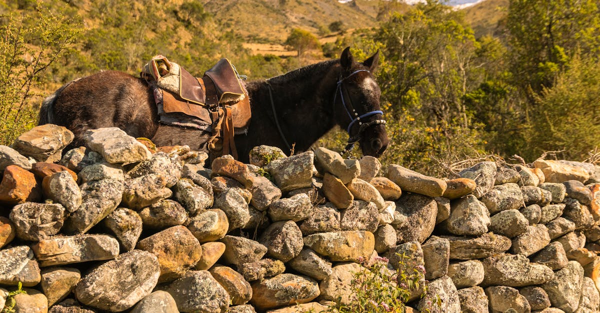 découvrez tout sur le cheval fiscal : définition, calcul et impact sur votre budget automobile. apprenez comment ce terme influe sur votre taxe de circulation et les avantages qu'il peut offrir. idéal pour les automobilistes souhaitant optimiser leurs dépenses liées à leur véhicule.