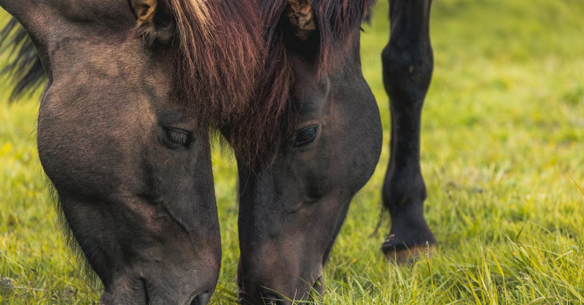 découvrez les facteurs influençant le prix fiscal des chevaux, ainsi que des conseils pour évaluer la valeur réelle de votre équidé. renseignez-vous sur la réglementation et les spécificités du marché pour maximiser votre investissement.