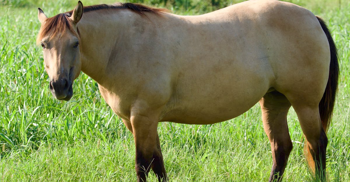 découvrez les prix fiscaux des chevaux, une analyse approfondie qui explore les facteurs influençant la valorisation des équidés et offre des conseils pour comprendre le marché. idéal pour éleveurs, acheteurs et passionnés d'équitation.