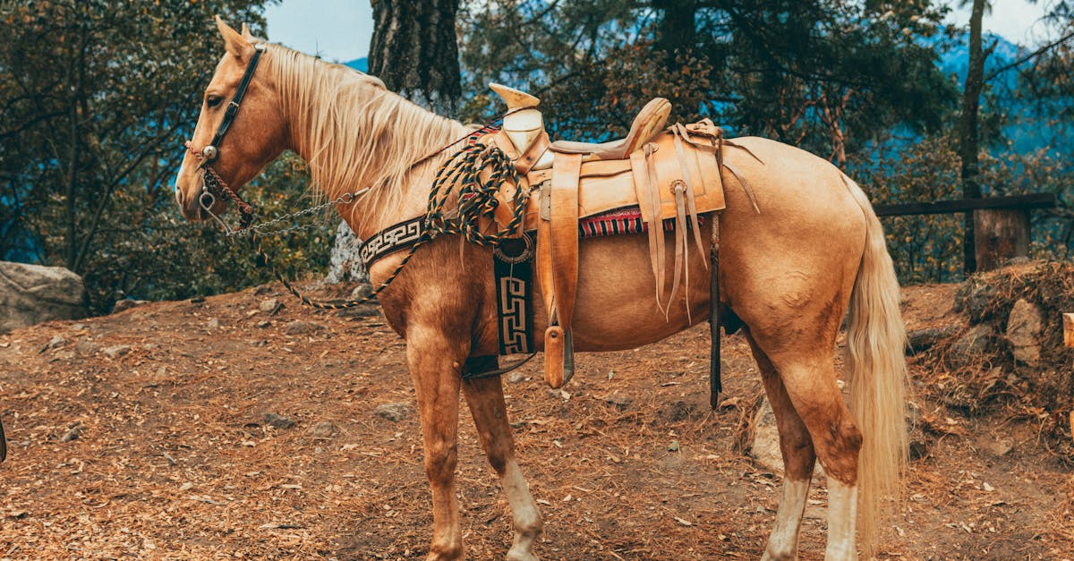 découvrez tout ce qu'il faut savoir sur le prix fiscal des chevaux. informez-vous sur les critères d'évaluation, les démarches administratives et l'impact des taxes liées à la possession d'un cheval.