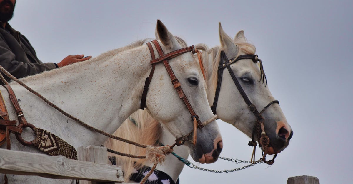 découvrez tout ce qu'il faut savoir sur la fiscalité des chevaux en france, y compris la taxe équine, ses modalités de calcul et les obligations des propriétaires. simplifiez votre compréhension des enjeux fiscaux liés à la possession de chevaux.