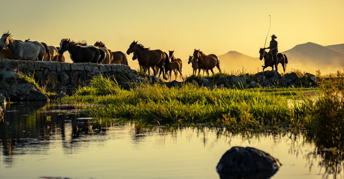 découvrez tout ce qu'il faut savoir sur la fiscalité des chevaux : les implications fiscales pour les propriétaires, les règlements en vigueur et les conseils pour optimiser vos déclarations fiscales liés aux équidés.