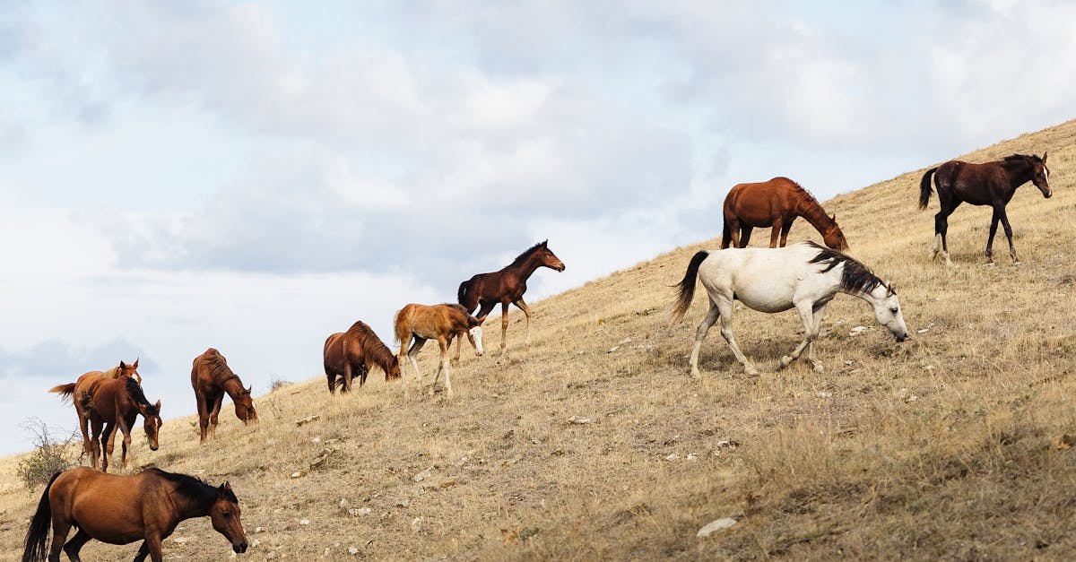 découvrez tout ce qu'il faut savoir sur la taxation des chevaux. informez-vous sur les obligations fiscales, les différentes taxes applicables et les conseils pour optimiser vos démarches administratives liées à la possession de chevaux.