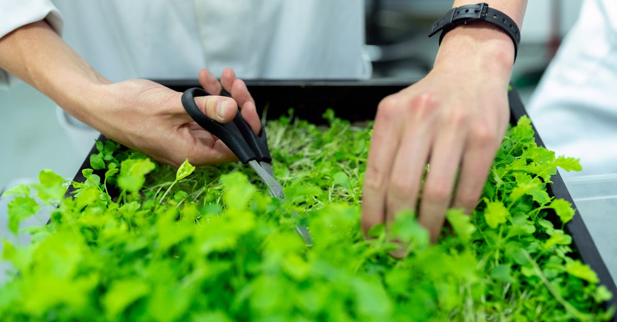 découvrez l'importance de la durabilité et comment elle transforme notre manière de vivre, travailler et interagir avec notre environnement. explorez des pratiques écologiques, des innovations durables et des solutions pour un avenir meilleur.